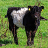 Belted Galloway Beef: How Does it Taste?