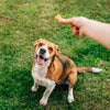 4 More Reasons to Switch to All-Natural Pet Treats